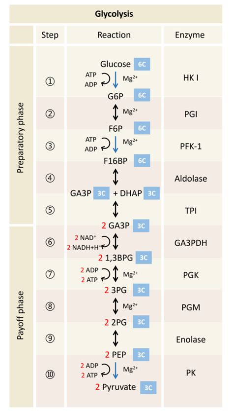 糖解途徑口訣|第二節 糖解作用 (glycolysis)